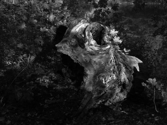 Simone Tippach-Schneider, Alter Baumstumpf, 2022 <br /> Fotoprint auf Hahnemühle Baryta, 60 x 45 cm, Rahmen optional 80 <br /><strong> Startpreis 180 € </strong>