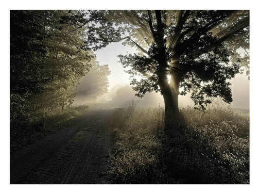 Bernd Petrikat, Frühnebel, 2023 <br /> Foto-Abzug ultraHD Fuji Crystal Professional, 54 x 74 cm <br /><strong> Startpreis 170 € </strong><br /> Rahmen optional 85 €