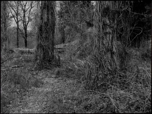 Simone Tippach-Schneider, Fundort mit alten Bäumen, 2021<br />Fotografie, Ilford S/W-Papier glänzend in ArtBox aus Holz, 45,5 x 61 cm<br /><strong>Startpreis 180 € </strong>Georgen-Parochial-Friedhof III<br /><span style="color:#FF0000;"><strong> verkauft</strong></span>