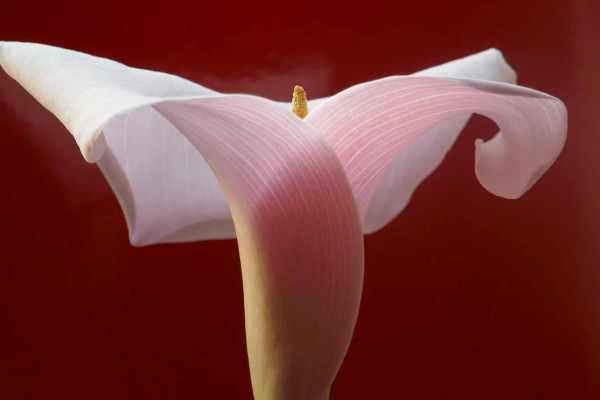 Renate Zeun, Zyklus Rot Nr.2, 2021 <br /> Farbfotografie, 30 x 45 cm im Passep. 50 x 70 cm <br /><strong>Startpreis 230 € </strong>