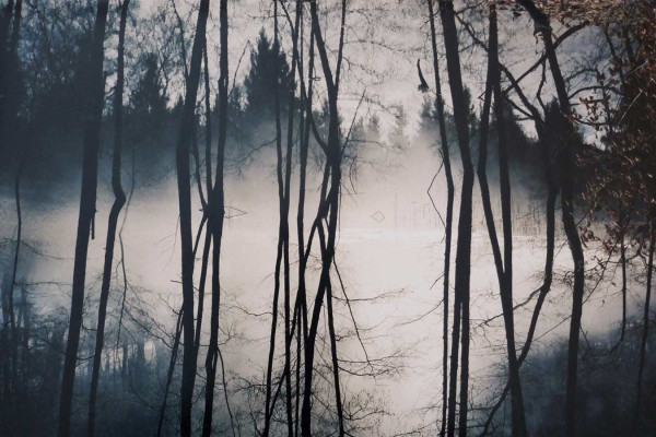 Renate Zeun, Sächsischer Wald, 2018 <br /> Farbfotografie, 30 x 45 cm im Passep. 50 x 70 cm <br /><strong>Startpreis 230 € </strong><br /><span style="color:#FF0000;"><strong> verkauft</strong></span>