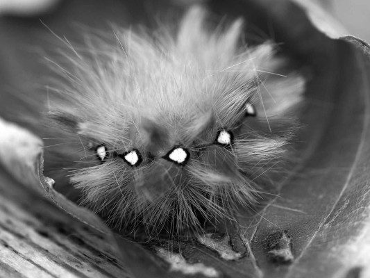 Simone Tippach-Schneider, Acronicta-aceris_Rügen , 2023 <br /> Foto, 26,2 x 35 cm, Rahmen optional 20 € <br /> <strong> Startpreis 30 € </strong>