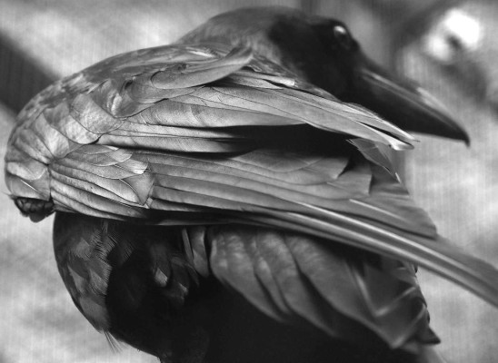 Simone Tippach-Schneider, Corvus-corax_Merseburg , 2023 <br />Foto, 26,2 x 35 cm, Rahmen optional 20 € <br /> <strong> Startpreis 30 € </strong><br /><span style="color:#FF0000;"><strong> verkauft</strong></span>