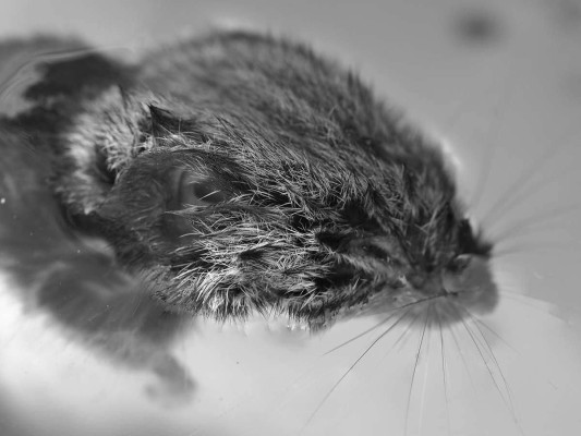 Simone Tippach-Schneider, Microtus-arvalis_Rügen , 2023 <br />Foto, 26,2 x 35 cm, Rahmen optional 20 € <br /> <strong> Startpreis 30 € </strong>