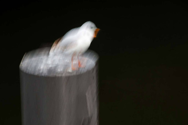 Uz Kirchhoff, Der kleine Schreihals, 2012 <br /> gestische Fotografie, 40 x 60 cm<br /> <strong> Startpreis 70 € </strong>