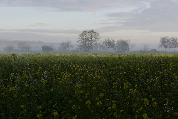 Bernd Petrikat, Am Morgen, 2019<br />Foto UltraHD Abzug, 40 x 60 cm, Max Aab Rahmen 60 x 80 cm mit Passepartout, Holz weiß lasiert, Acryglas UV 100 blendfrei optional 85 €<br /> <strong> Startpreis 180 € </strong>