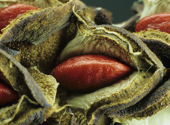 Bernd Petrikat, Frucht der Magnolie, 2015<br />Foto auf Alu-Dibond, 66 x 99 cm<br /> <strong> Startpreis 380 € </strong>